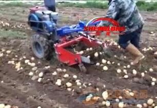 国产土豆收获机视频,助力农业现代化发展