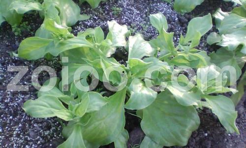 雪莲果中国产地视频,中国天然甜品的神秘家园